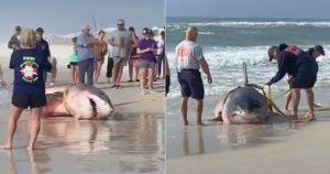 Encuentran un tiburón blanco de unas 1,500 libras varado en playa de Florida