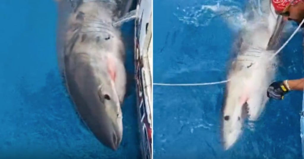 Capturan tiburón blanco en la costa de Miami
